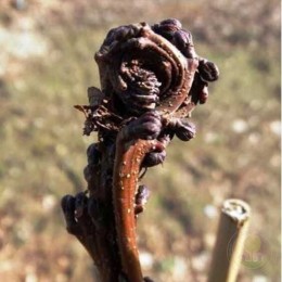 Ольха серая Монстроза