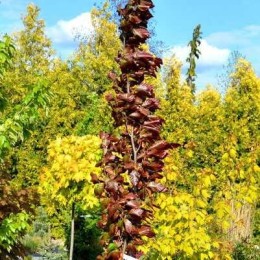 Бук лесной Аннис Ред Пиллар