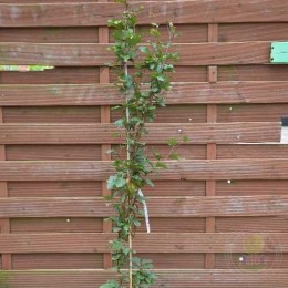 Бук лесной Аннис Ред Пиллар