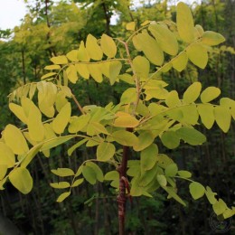 Робиния лжеакация Ауреа