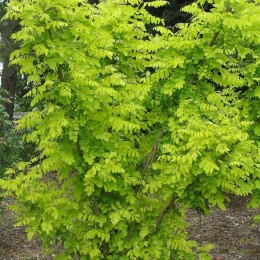 Робиния лжеакация Ауреа