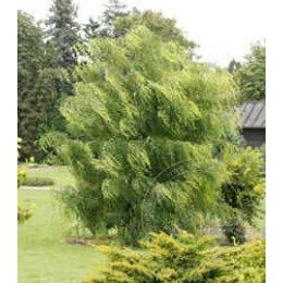 Робиния лжеакация Рожиньского