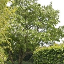 Робиния лжеакация Тортулоза