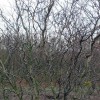 Робиния лжеакация Тортулоза