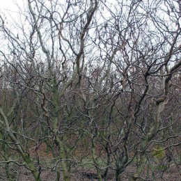 Робиния лжеакация Тортулоза