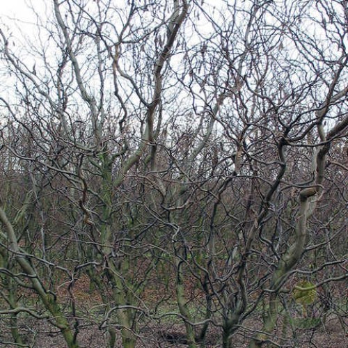 Робиния лжеакация Тортулоза