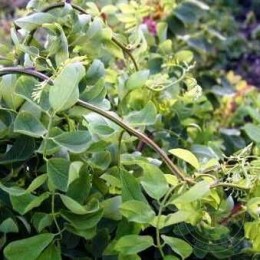 Робиния лжеакация Тортулоза