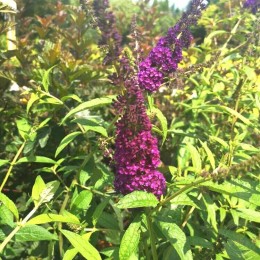 Буддлея Давида Африкан Квин