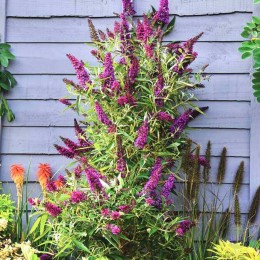 Буддлея Давида Баттерфляй Тауэр