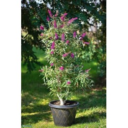 Буддлея Давида Баттерфляй Тауэр