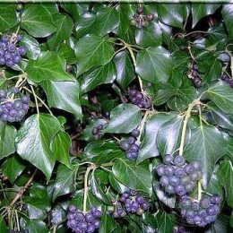 Плющ ирландский хиберника