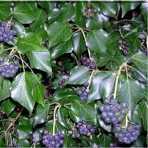 Плющ ирландский хиберника