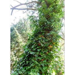 Плющ ирландский хиберника