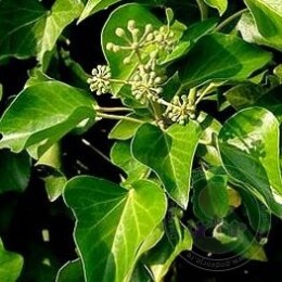 Плющ ирландский хиберника