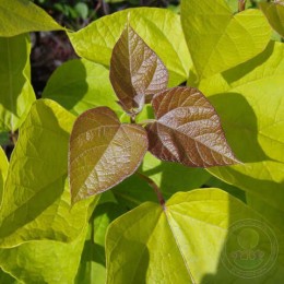 Катальпа бигнониевидная Ауреа