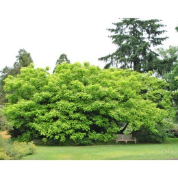 Катальпа бигнониевидная Ауреа