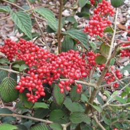 Калина складчатая Килиманджаро Санрайз