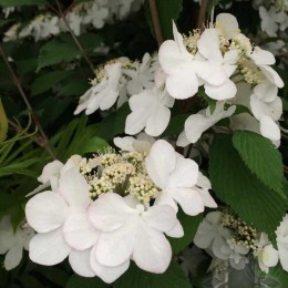 Калина складчатая Килиманджаро Санрайз