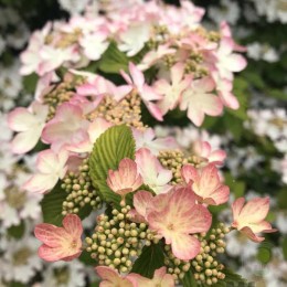 Калина складчатая Килиманджаро Санрайз