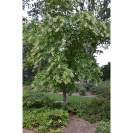 Оксидендрум древовидный