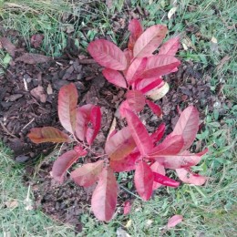 Оксидендрум древовидный