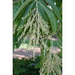 Оксидендрум древовидный