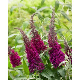 Буддлея Давида Шуга Плам