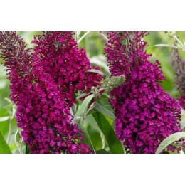Буддлея Давида Шуга Плам