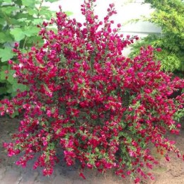 Ракитник веничный Боскоп Руби