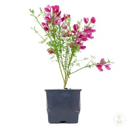 Ракитник веничный Боскоп Руби