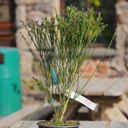 Ракитник веничный Боскоп Руби