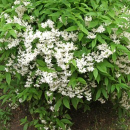 Дейция изящная