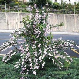 Дейция шершавая Прайд оф Рочестер