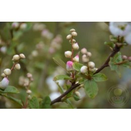 Экзохорда кистистая Блашинг Перл