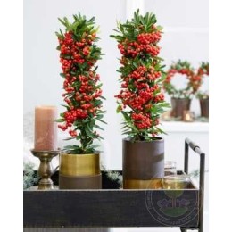 Пираканта Ред Стар