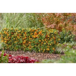 Пираканта Санни Стар