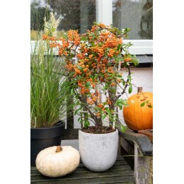 Пираканта Санни Стар