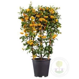 Пираканта Санни Стар