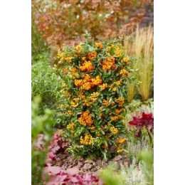 Пираканта Санни Стар