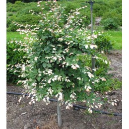 Бук лесной Франкен