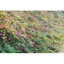 Снежноягодник Шено Хэнкок