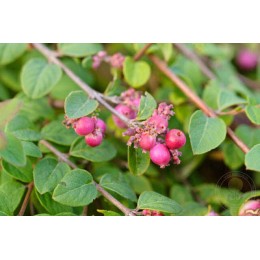 Снежноягодник Шено Хэнкок