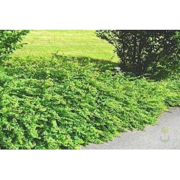 Снежноягодник Шено Хэнкок