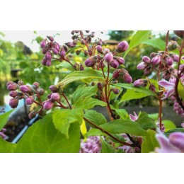 Дейция Распберри Сандей