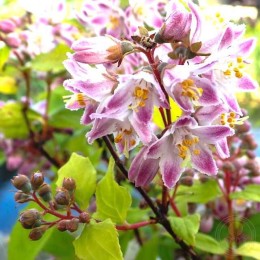 Дейция Распберри Сандей