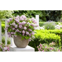 Дейция Распберри Сандей