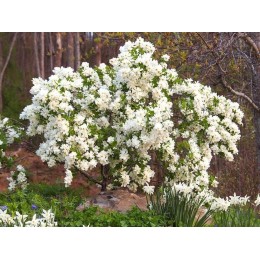 Экзохорда Сноу Дэй / Близард