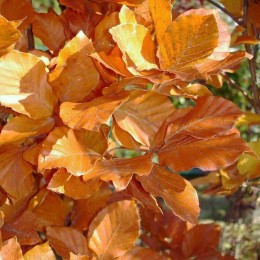 Бук лесной Атропуницея