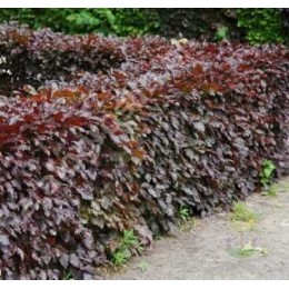 Бук лесной Атропуницея