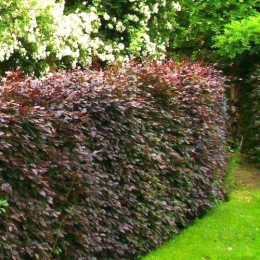 Бук лесной Атропуницея